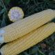 1525 F1 семена кукурузы суперсладкой Sh2 ультраранней 72 дн. 25 см (Lark Seeds)