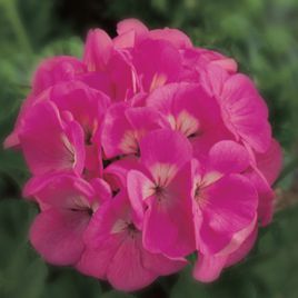 Маверик F1 розовый семена пеларгонии (Syngenta)