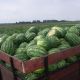Трист F1 насіння кавуна тип Кримсон Світ раннього 70-72 дн 7-10 кг (Lark Seeds)