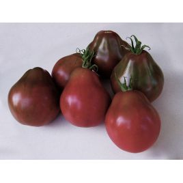 томат трюфель чёрный