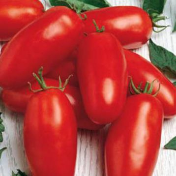 томат перцевидний