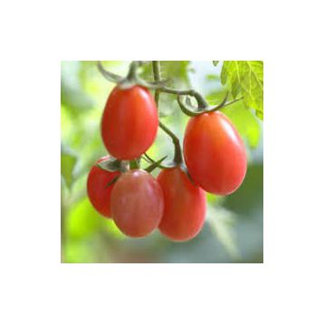 Розалита семена томата индет. ранний 10-13 г. роз. (Украина)