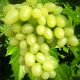Аркадия саженец винограда сверхраннего вегет янтбел 05-2кг 7-14г лмуск до -23