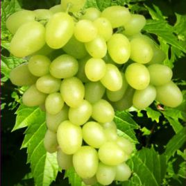 Аркадия саженец винограда сверхраннего янт.бел. 0,5-2кг 7-14г л.мускат. до -23