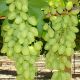 Долгожданный саженец винограда раннего бел 08-15кг 8-11г гарм до -23