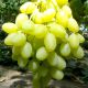 Ландыш саженец винограда среднего бел. 0,8-1,5кг 10-16г л.мускат. до -21