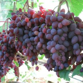 Запорожский кишмиш саженец винограда раннего красн.фиол. 0,5-1,5кг 2-4г гармон. до -28