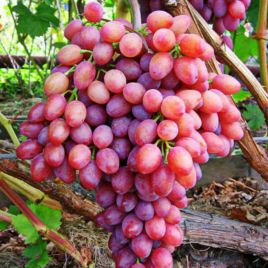 Лучистый кишмиш саженец винограда среднеранний роз 05-10кг 4-6г лмускат до -19