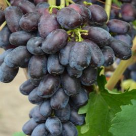 Лорано саженец винограда сверхраннего вегет. синий 0,6-1,5кг 10-12г гармон. до -24