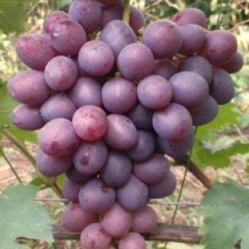 Низина саженец винограда средн крфиол 06-08кг 12-15г прост до -23
