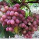 Рубиновый Юбилей саженец винограда среднераннего розов. 0,8-1,5кг 12-18г мускат. до -23