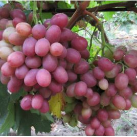 Рубиновый Юбилей саженец винограда среднеранний розов 08-15кг 12-18г мускат до -23