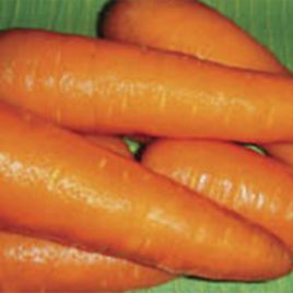Амстердамская семена моркови тип Нантес среднеранней 100-110 дн. (Servise plus (GSN)