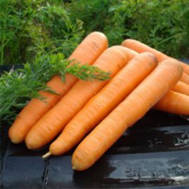 морковь ланге роте штумпфе