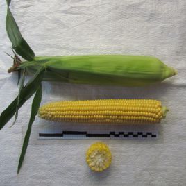 Свиткорн семена кукурузы сахарной Se 80 дн. (Semenaoptom)