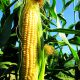 Свиткорн семена кукурузы суперсладкой Sh2 средней 82 дн. (Semenaoptom)