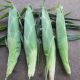 Свиткорн семена кукурузы суперсладкой Sh2 средней 82 дн. (Semenaoptom)