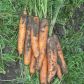 Берлікум насіння моркви пізньої (Semenaoptom)