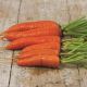 Нью Курода семена моркови тип Курода ранней (Semenaoptom)