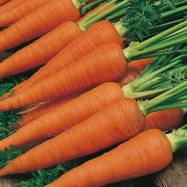 Осіння Королева насіння моркви Флакке пізньої (Semenaoptom)
