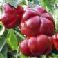 Тореадор Ред насіння перцю червоного (Anseme)