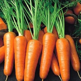 морква роял шансон