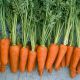 морковь шантане ред коред