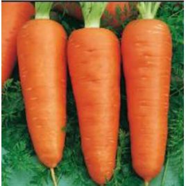 морковь кампино 