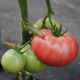 Малінка Стар F1 насіння томата індет. раннього окр.-прип. рожевого 200-250г (Cora Seeds)