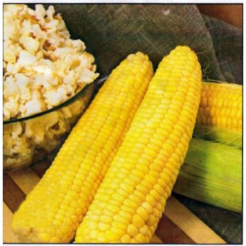 Оскар насіння кукурудзи попкорн (Anseme)
