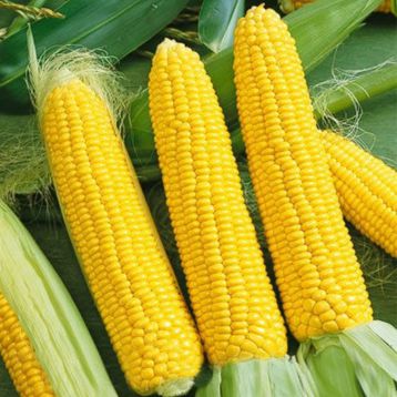 Лонга F1 насіння кукурудзи суперсолодкої Sh2 ранньої 70-75 дн. (Semo)