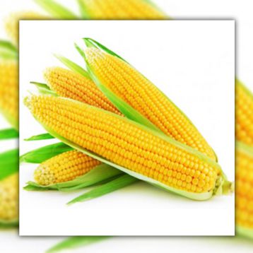 Турбин F1 семена кукурузы суперсладкой Sh2 ранней 70-72дн. 20-22см 16-18р. (Clause)