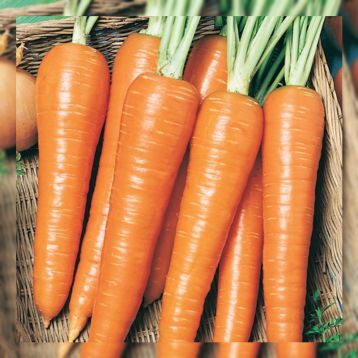 Роте Різен насіння моркви пізньої 21-24 см (Servise plus (GSN)