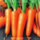 Роял Шансон насіння моркви тип Шантане середньопізньої 125-140 дн. 13-15 см (Servise plus (GSN) СДБ)