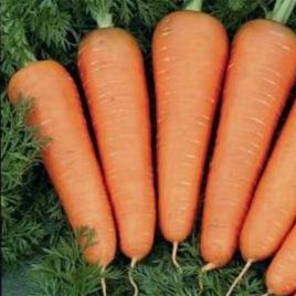 Каскад F1 семена моркови Шантане PR (2,4-2,6 мм) ранней 95-120 дн. (Bejo)