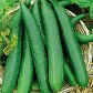 Китайське диво насіння огірка среднераннего партенокарп. 35-45 см (Професійне насіння)