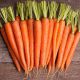 Без сердцевины семена моркови (Професійне насіння)