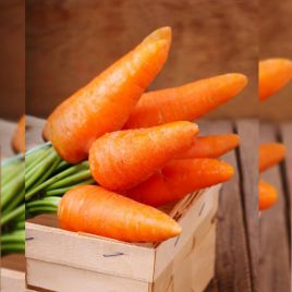 Каротель насіння моркви (Професійне насіння)