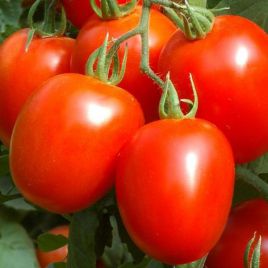 Петомеч насіння томата дет. середньостиглого 80 м (Satimex)