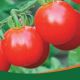 Черрі червоний насіння томату (Професійне насіння)