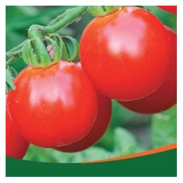 Черрі червоний насіння томату (Професійне насіння)