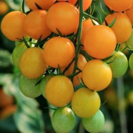 Черри желтый семена томата индет. среднераннего 95-100дн 15-20г окр. желт. (Професійне насіння)