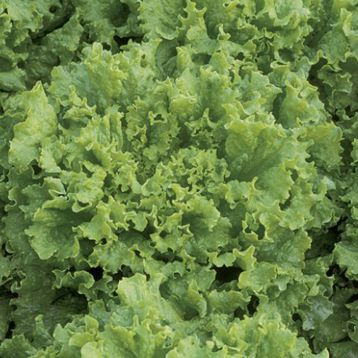 Ноблес насіння салату тип Батавія (Vilmorin)