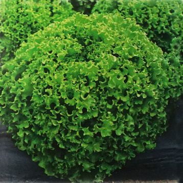 Драгон насіння салату тип Батавія (Vilmorin)
