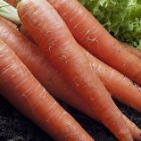 Дитяча насіння моркви (Професійне насіння)