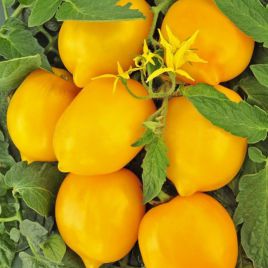 Диво світу насіння томату жовт. (Професійне насіння)