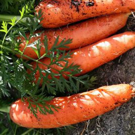 Морковь кормовая Кристина