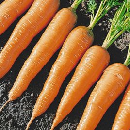Карнавал семена моркови Флакке среднеспелый 120 дн. 75-200гр. 14-16см (Semenaoptom)