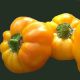 Золотое руно семена перца сладкого тип Гогошар средн. 150-160дн. 180-220г. 8,5-10мм зел/оранж. (Semenaoptom)