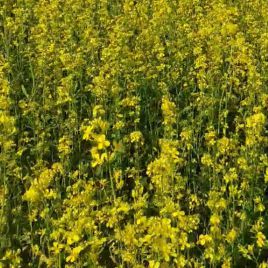 Гірчиця жовта насіння (Україна)